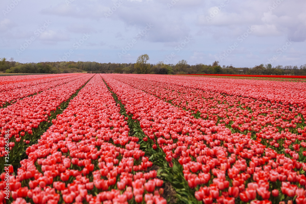 Beautiful field with red tulips in the Netherlands in spring. Blooming color tulip fields in a dutch landscape Holland