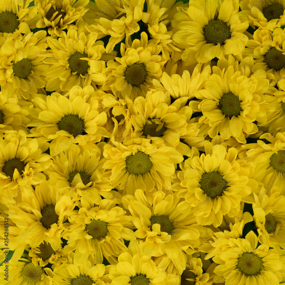 Yellow Daisy Background