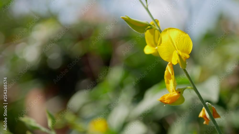 Selective focus of vivid yellow flowers of Indian or Sunn hemp, Crotalaria Juncea, in the mid of afternoon sunlight Selective focus of vivid yellow flowers of Indian or Sunn hemp, Crotalaria Juncea, in the mid of afternoon sunlight