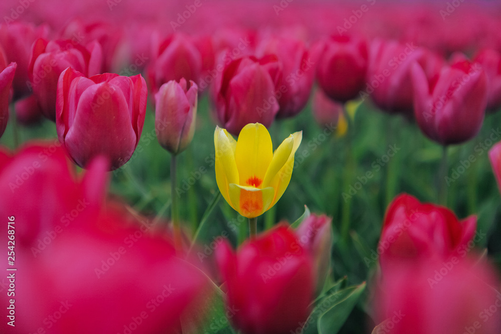 One yellow tulip among red field. Blooming tulip fields in a dutch landscape Holland.