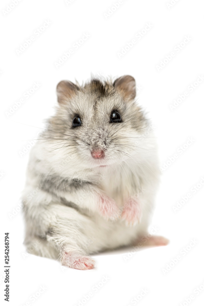 Cute funny Syrian hamster isolated on white. Syrian hamster isolated on  white background Stock Photo | Adobe Stock