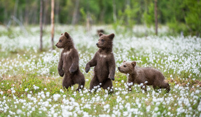 Brown bear cubs playing on the field among white flowers. Bear Cubs stands on its hind legs. Summer season. Scientific name: Ursus arctos.