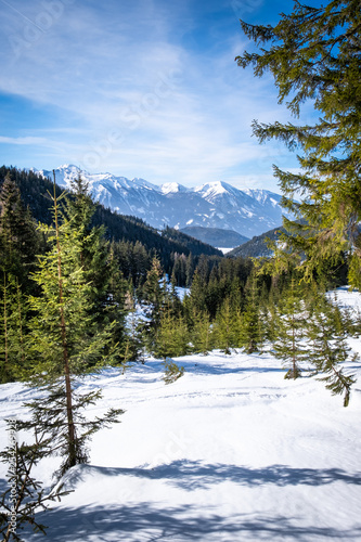 View thruogh forest on plateau Kaiserau to mountain Rottenmanner Tauern photo