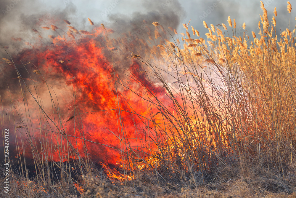 Big flames on field during fire. Accidental disaster