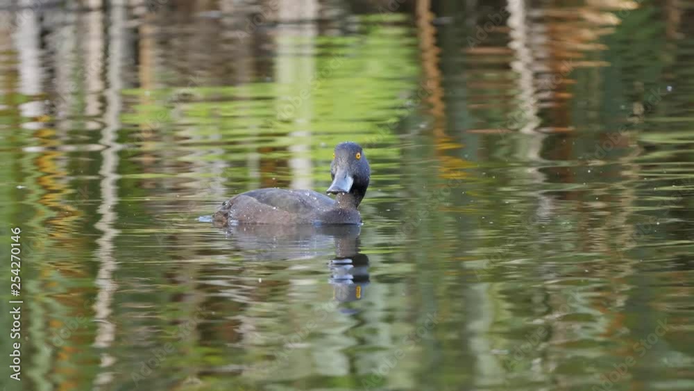 Alert duck dives in slow motion to escape predation