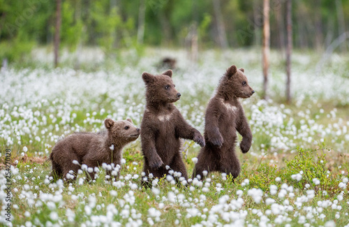 Fotografia, Obraz Brown bear cubs playing on the field among white flowers