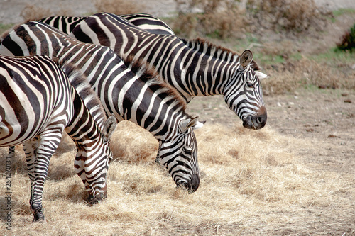 Three zebra eating