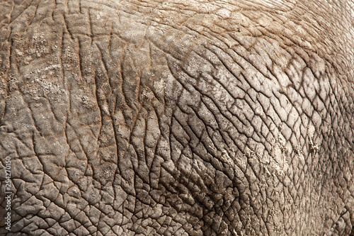 Elephant skin detail