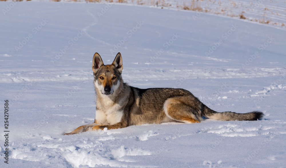 Wolfdog in the snow