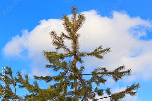 young pine against the blue sky