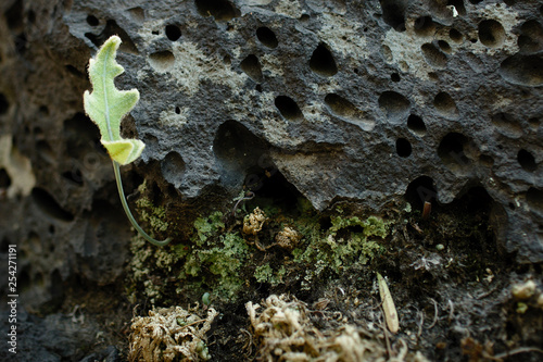 Native plant at the UNAM botanical garden, Mexico City, Mexico