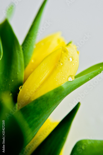 Close-up of a yellow Tulip Bud with water drops. Side view  space for text  white background