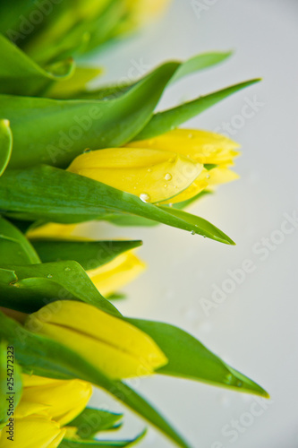 Close-up of a yellow Tulip Bud with water drops. Side view, space for text, white background