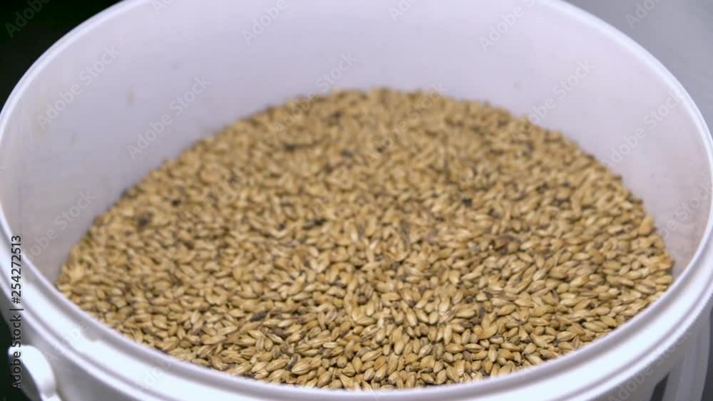 Closeup of barley grain in a white plastic bucket Closeup of barley grain in a white plastic bucket