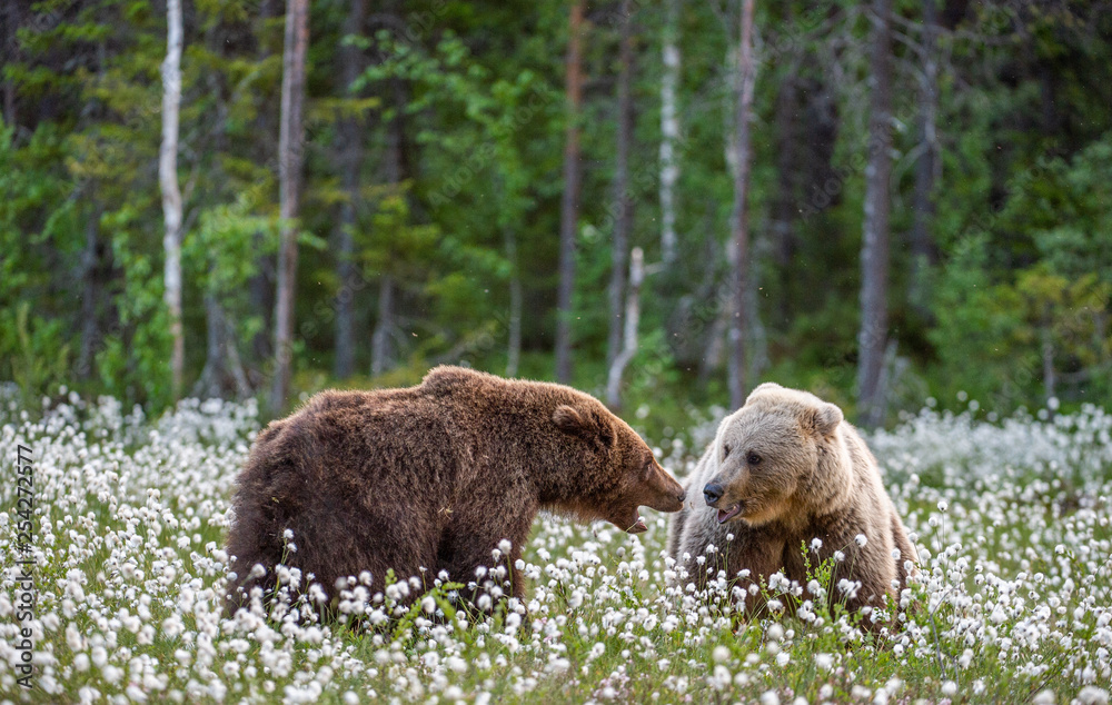 Two bears fighting in summer forest, among white flowers. Scientific name: Ursus Arctos. Two bears fighting in summer forest, among white flowers. Scientific name: Ursus Arctos.