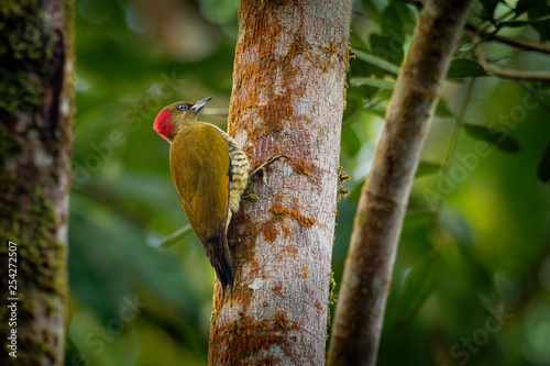 Rufous-winged Woodpecker - Piculus simplex bird in the family Picidae,found in Costa Rica, Honduras, Nicaragua, Panama photo