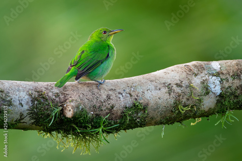 Fototapeta Green Honeycreeper - Chlorophanes spiza, small bird in the tanager family