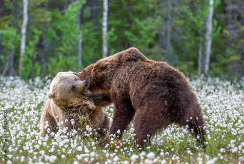 Two bears fighting in summer forest  among white flowers. Scientific name  Ursus Arctos.
