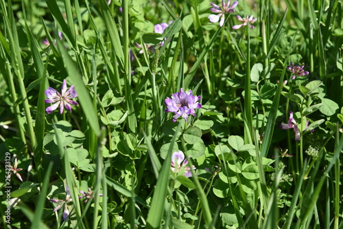 Chinese milk vetch