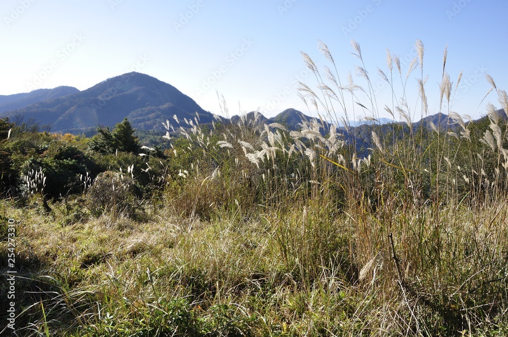 Fototapeta premium 袖平山のススキと蛭ヶ岳