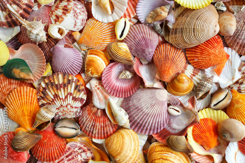 Seashells as background  sea shells collection