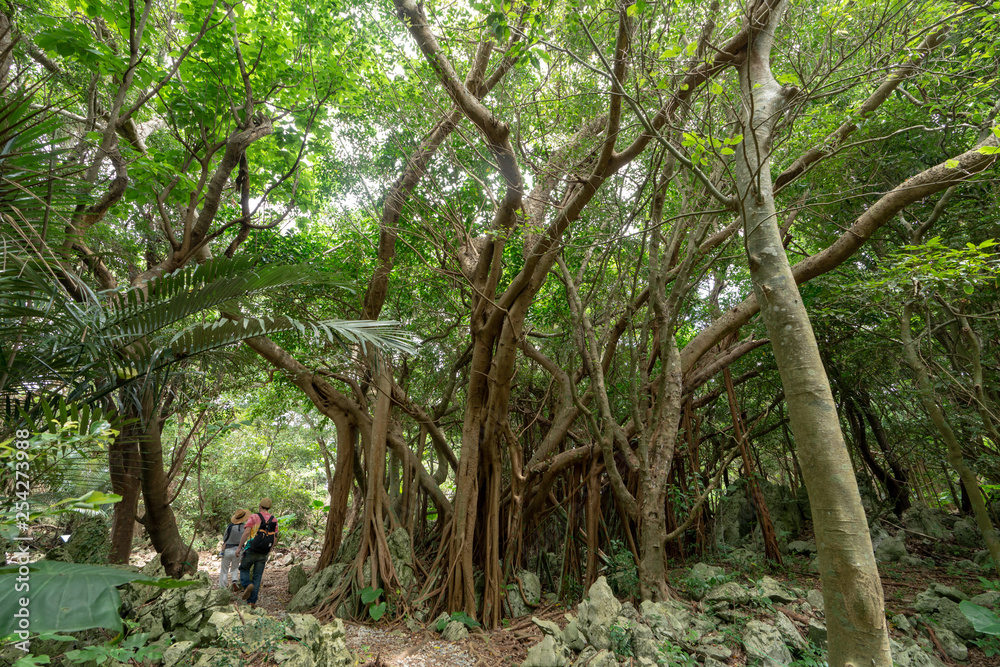 Naklejka premium 森のガジュマル