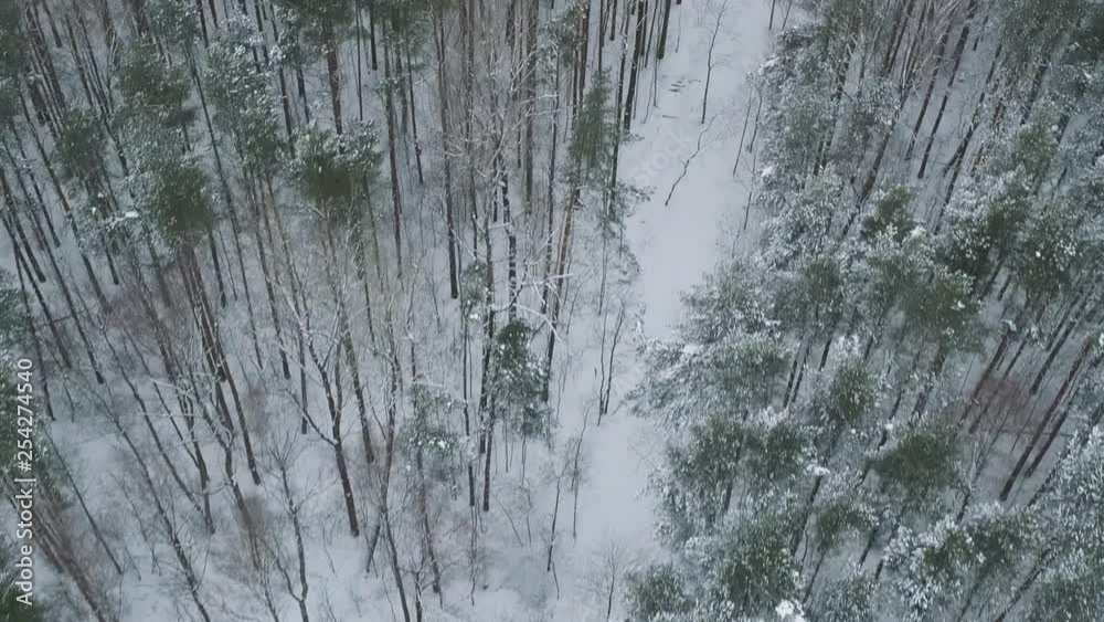 Aerial backward fly over winter frozen pine forest Aerial backward fly over winter frozen pine forest