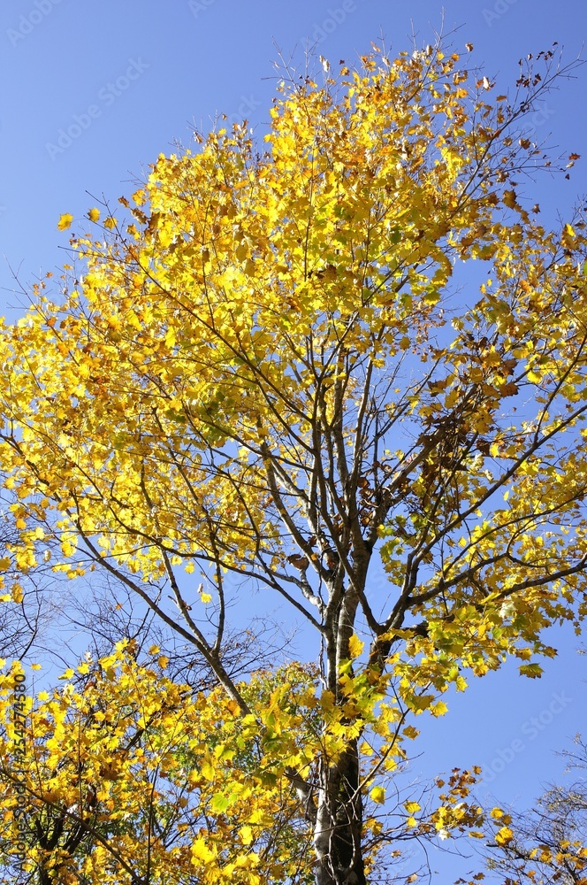 Fototapeta premium 蛭ヶ岳 ハウチワカエデの黄葉