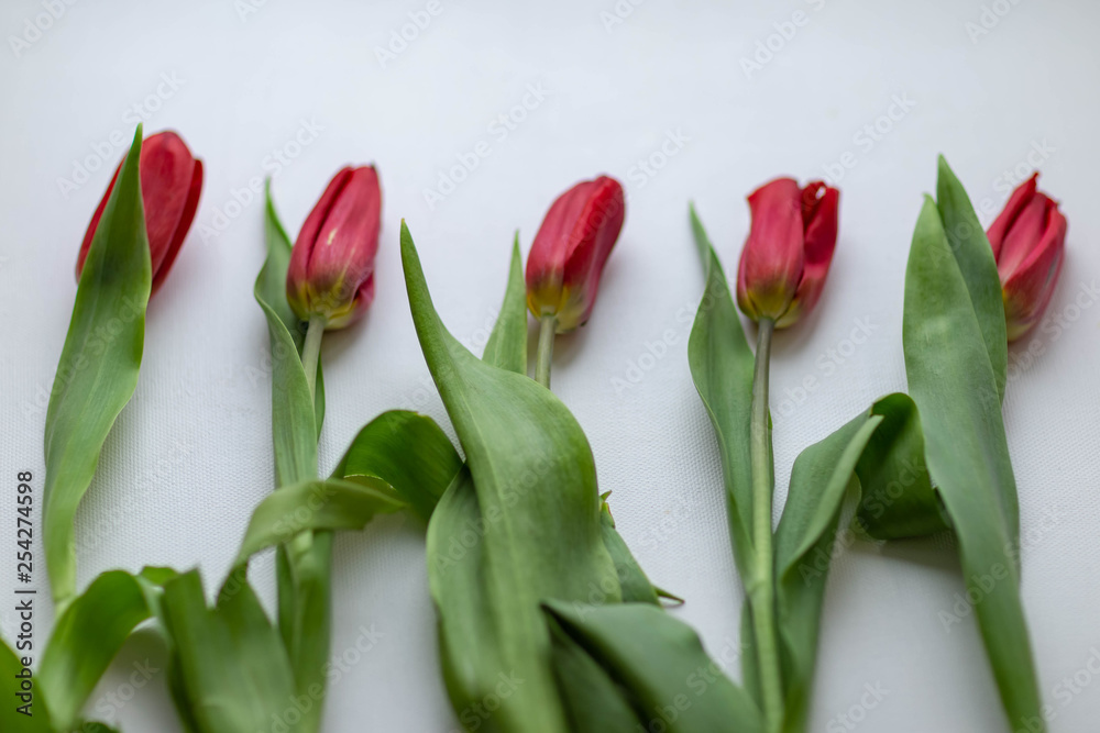 5 red tulips on white background 5 red tulips on white background