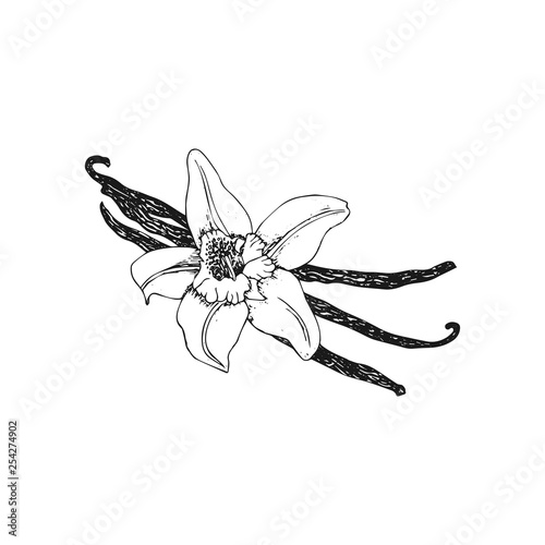 Vanilla. Vanilla pods and flower isolated on white background. Hand drawn sketch vector illustration.