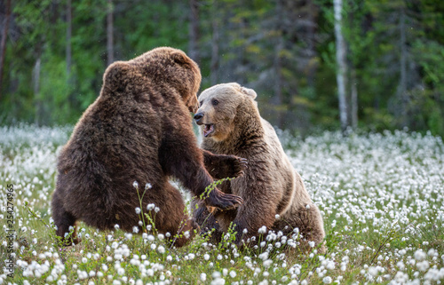 Two bears fighting in summer forest, among white flowers. Scientific name: Ursus Arctos.