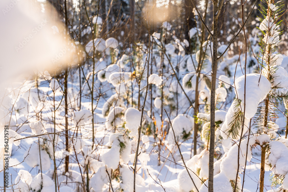 custom made wallpaper toronto digitalCloseup of Foliage in Forest in Sunny Winter, Abstract Background