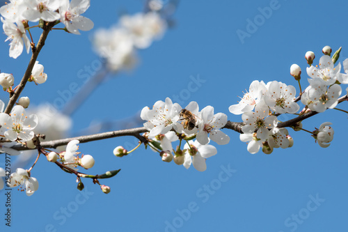 Biene auf der Blüte des Birnbaums photo