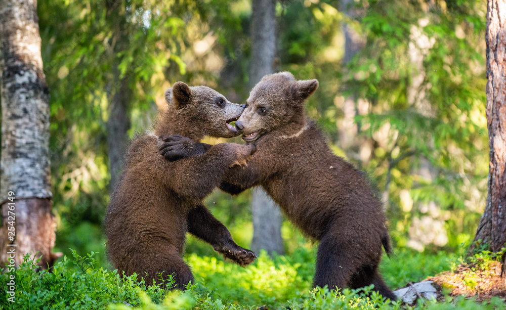 Brown Bear Cubs playfully fighting, Scientific name: Ursus Arctos Arctos. Summer green forest background. Natural habitat. Brown Bear Cubs playfully fighting, Scientific name: Ursus Arctos Arctos. Summer green forest background. Natural habitat.