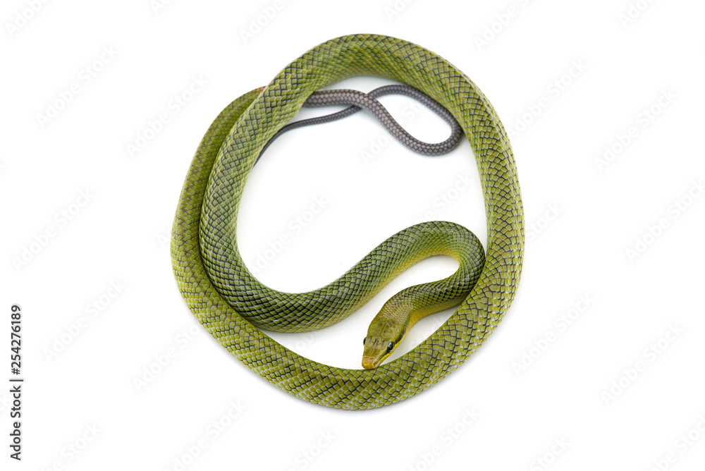 Fototapeta premium The red-tailed green ratsnake isolated on white background