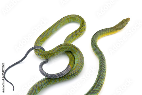 The red-tailed green ratsnake isolated on white background