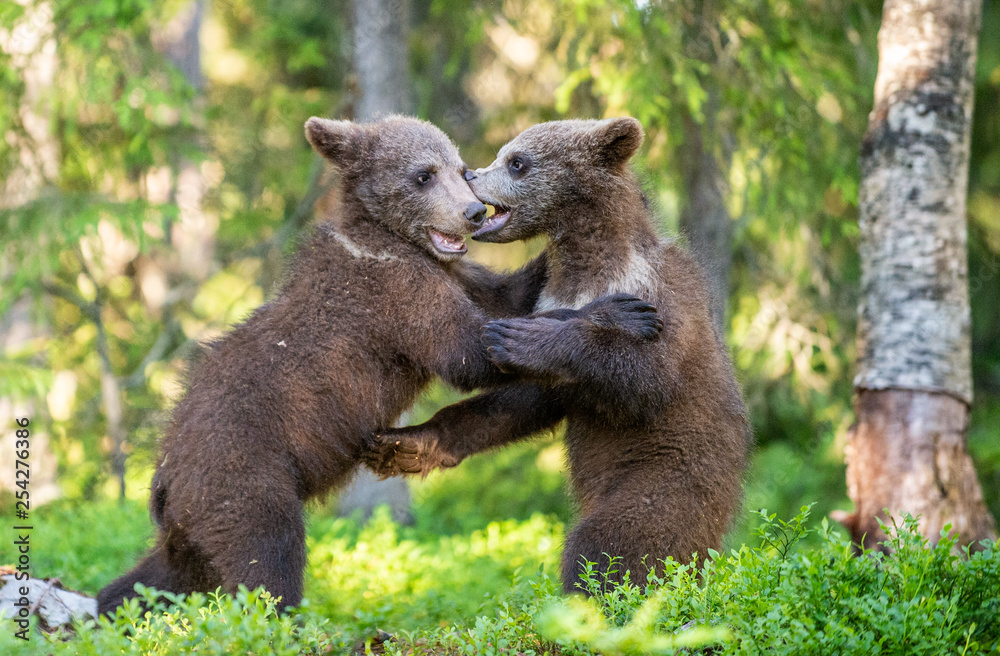 Brown Bear Cubs playfully fighting, Scientific name: Ursus Arctos Arctos. Summer green forest background. Natural habitat. Brown Bear Cubs playfully fighting, Scientific name: Ursus Arctos Arctos. Summer green forest background. Natural habitat.