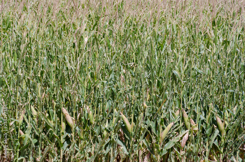 Obraz premium Corn Field