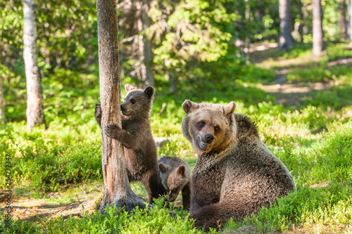 She-bear and bear-cubs of Brown Bear in the forest at summer time. Scientific name: Ursus arctos