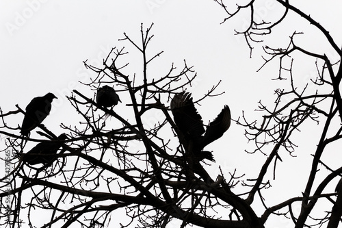 Cuatro gallinazos en árbol photo