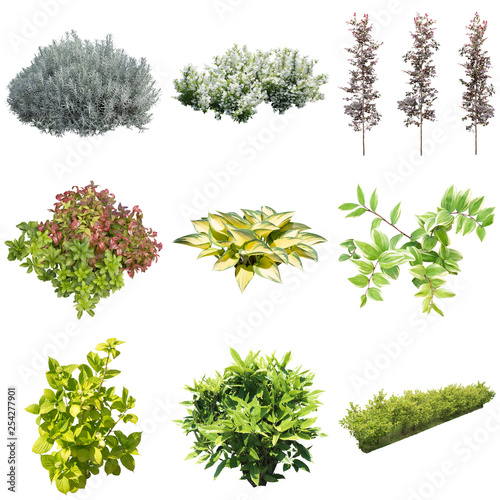 collection of herbs isolated on white background