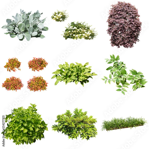 collection of herbs isolated on white background