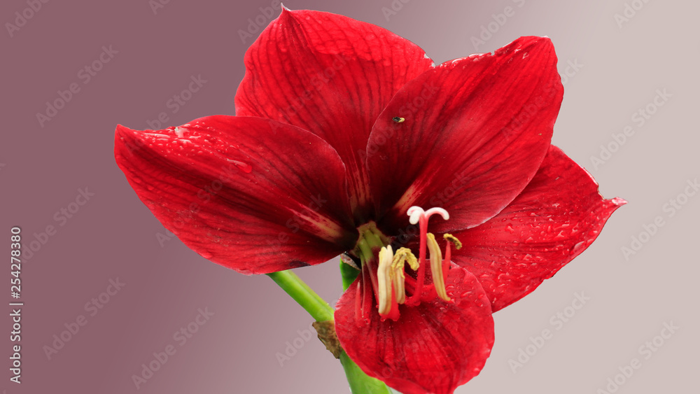 Hibiscus flower with bold red color Hibiscus flower with bold red color