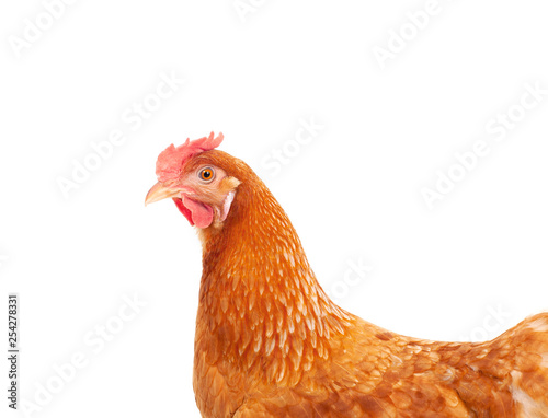 close up face and feather of hen chicken isolate white background