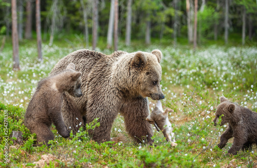 Brown bear with rabbit. Cubs and She-bear of brown bear with prey. The bear holds the teeth of the hare.