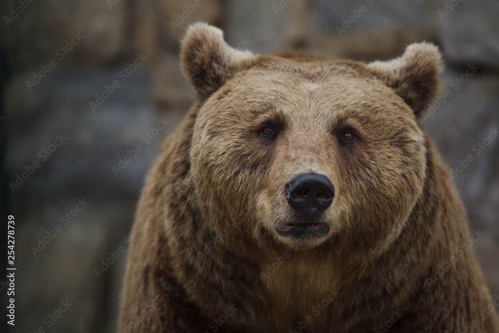 Brown bear (Ursus arctos).
