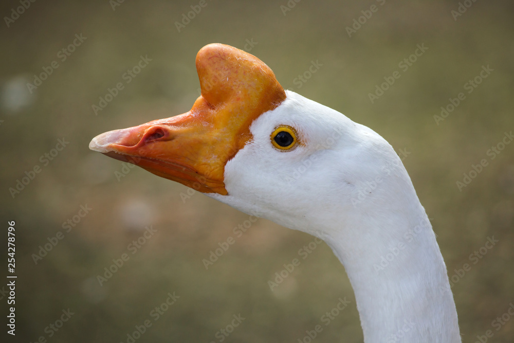 Domestic goose (Anser cygnoides domesticus).