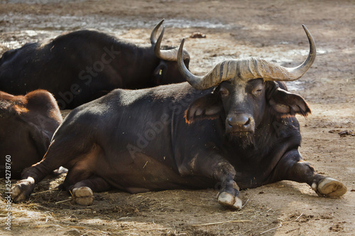 Cape buffalo (Syncerus caffer caffer)