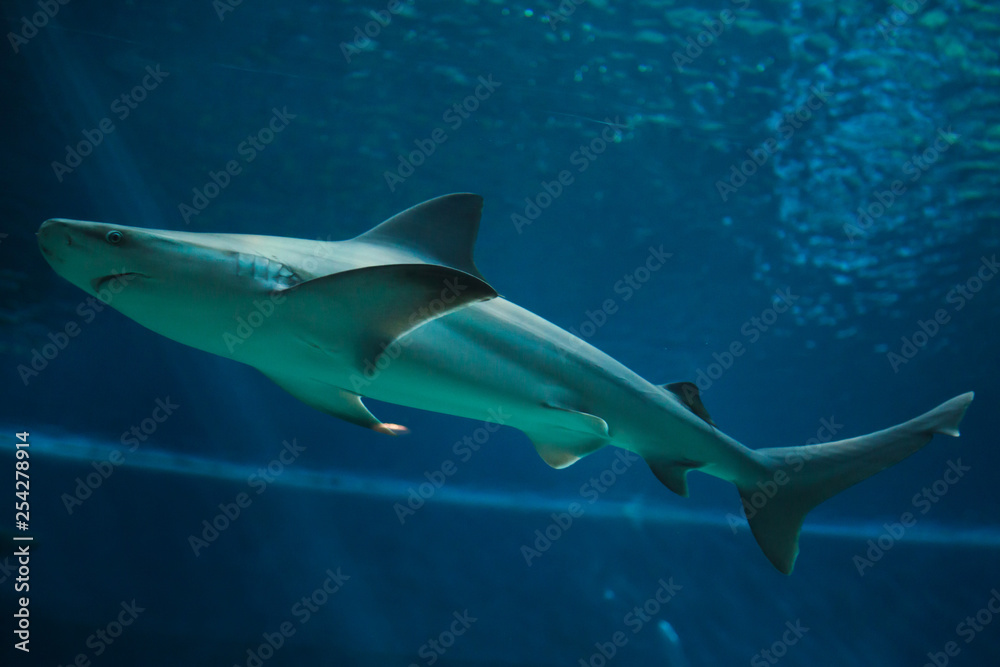 Fototapeta premium Sandbar shark (Carcharhinus plumbeus).