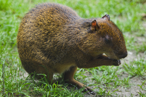 Central American agouti (Dasyprocta punctata). photo